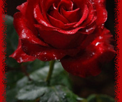 Красная анимированная роза
