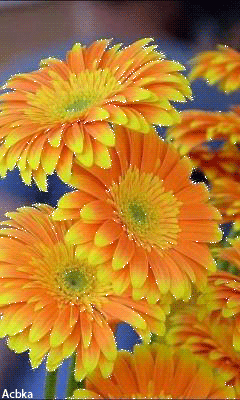 Летние цветы золотисто-жёлтые~Открытки с цветами