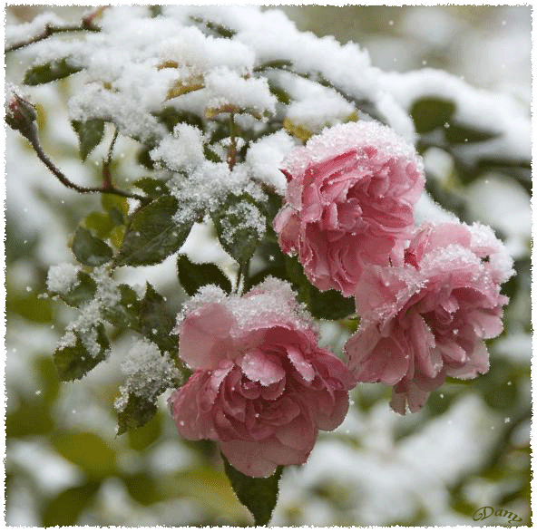 Шиповник в снегу~Открытки с цветами