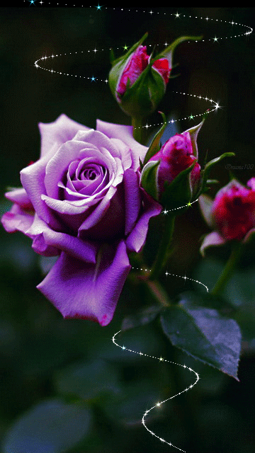 Сиреневая роза~Открытки с цветами