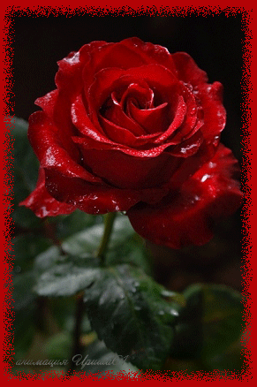 Красная анимированная роза~Открытки с цветами