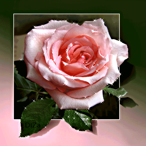 Розовая роза в белой рамке