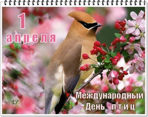 Международный день птиц 1 апреля - Поздравительные открытки,поздравления, картинки, открытки, анимация