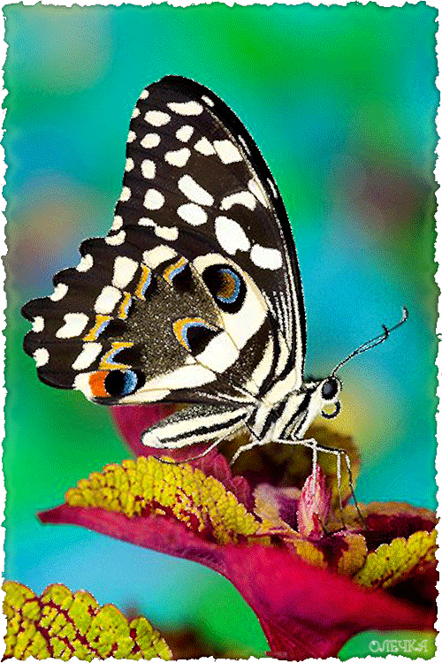Бабочка на цветке - Летние открытки,поздравления, картинки, открытки, анимация