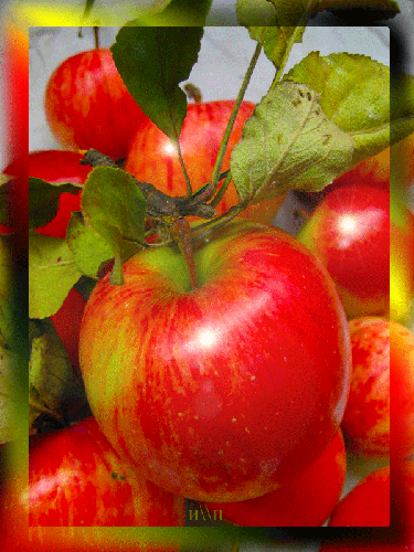 Красные яблоки спелые - Яблочный спас - Преображение Господне,поздравления, картинки, открытки, анимация