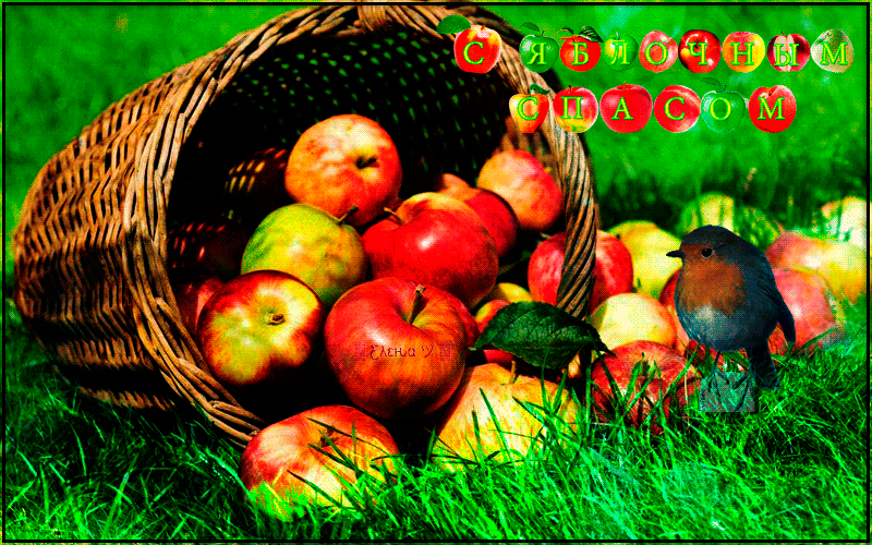 С прекрасным праздником яблочного спаса - Яблочный спас - Преображение Господне,поздравления, картинки, открытки, анимация
