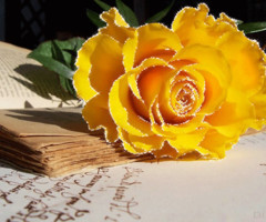 Желтая мецающая роза
