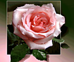 Розовая роза в белой рамке