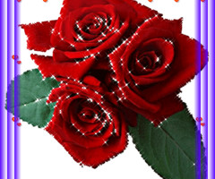 Красные душистые розы