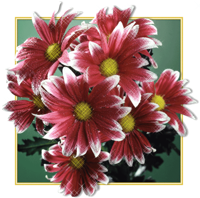 Хризантемы - Открытки с цветами,поздравления, картинки, открытки, анимация