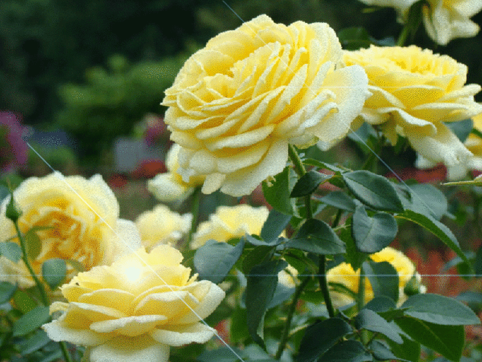 Желтые розы - Открытки с цветами,поздравления, картинки, открытки, анимация