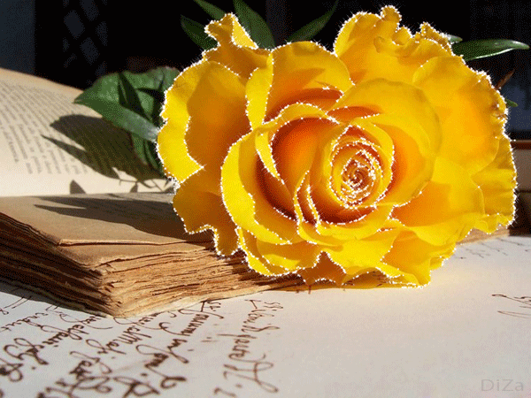 Желтая мецающая роза - Открытки с цветами,поздравления, картинки, открытки, анимация