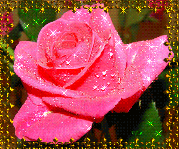 Роза душистая - Открытки с цветами,поздравления, картинки, открытки, анимация