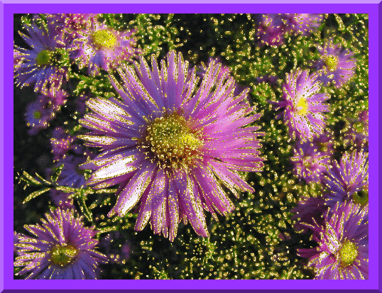 Сиреневые хризантемы - Открытки с цветами,поздравления, картинки, открытки, анимация