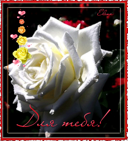 Белая роза для тебя - Для тебя с надписью картинки,поздравления, картинки, открытки, анимация