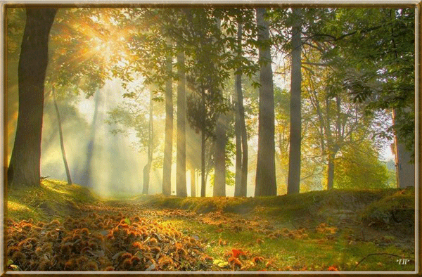 Осенний лес - Осень картинки,поздравления, картинки, открытки, анимация